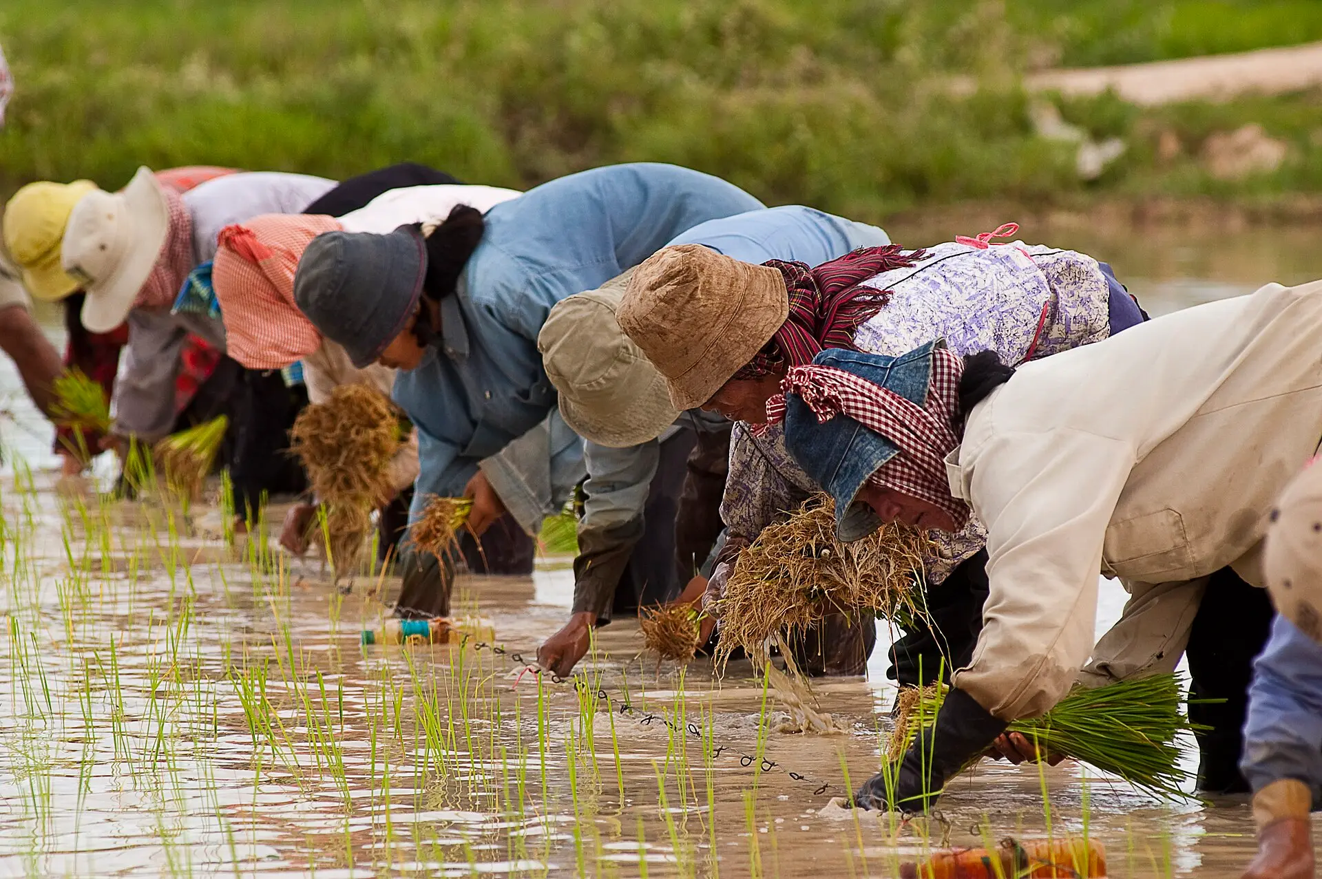 Farmers Planting Rice